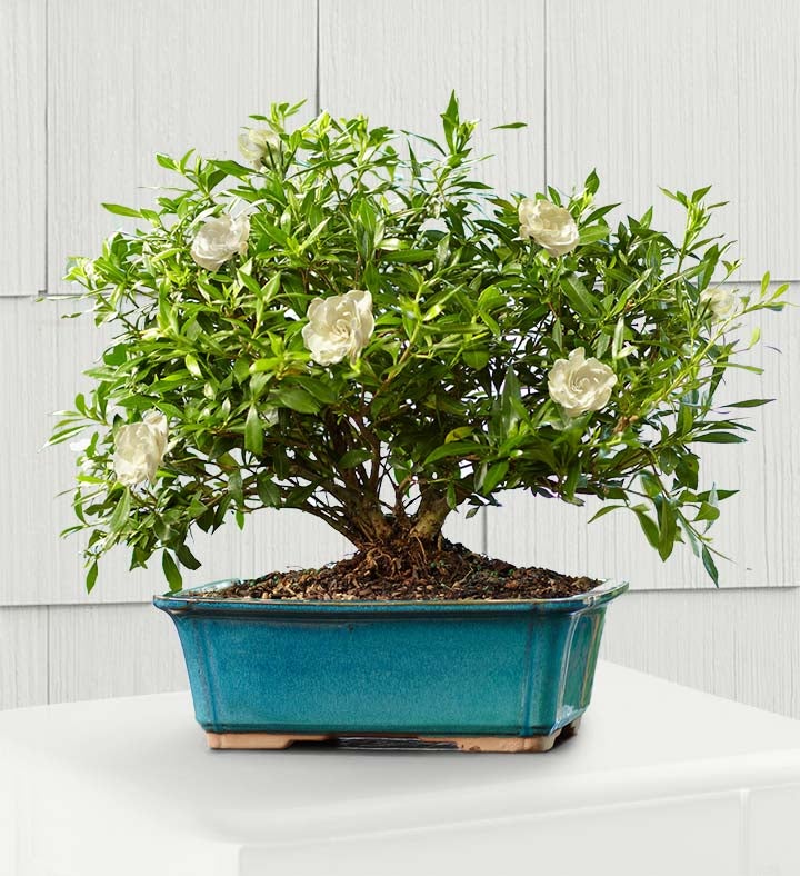 Gardenia Bonsai 6-Year Specimen